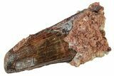 Fossil Spinosaurus Tooth - Real Dinosaur Tooth #234277-1